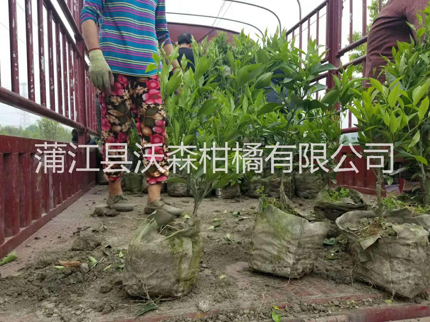 四川沃柑袋苗 四川成都沃柑袋苗 沃柑優(yōu)質(zhì)苗 沃柑杯苗