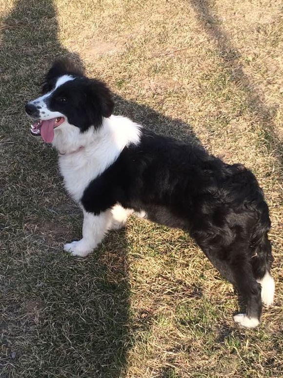 邊境牧羊犬多少錢一只，哪有賣邊境牧羊犬的，邊牧幼犬多少錢一只