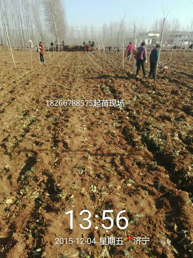 永連9號皇貴妃桃樹苗 供應皇貴妃桃樹苗