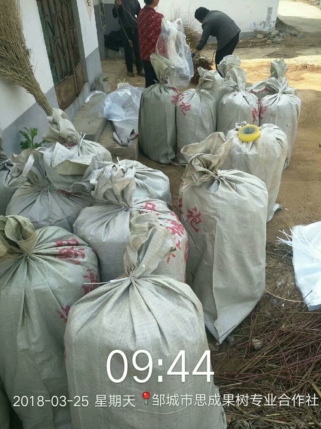 供應油蟠7號桃樹苗山東油蟠7號桃苗基地油蟠7號種植園