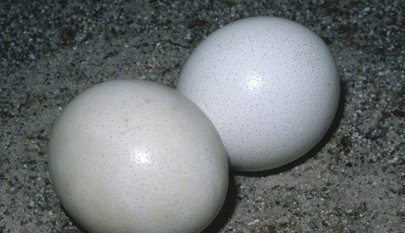 鴕鳥蛋，鴕鳥蛋價格，鴕鳥蛋多少錢一個，鴕鳥蛋優(yōu)質(zhì)供應(yīng)商，河南鴕鳥蛋，山東鴕鳥蛋，安徽鴕鳥蛋