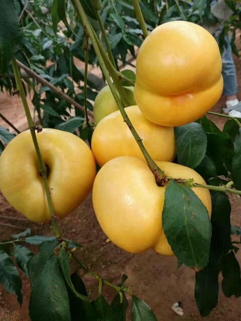 供應油蟠7號桃樹苗山東油蟠7號桃苗基地油蟠7號種植園