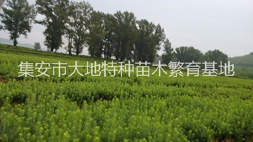 供應(yīng)東北紅豆杉苗，東北紅豆杉苗批發(fā)價(jià)，東北紅豆杉苗報(bào)價(jià) 北方紅豆杉苗 通化紅豆杉苗 集安紅豆杉苗 長白山紅豆杉苗