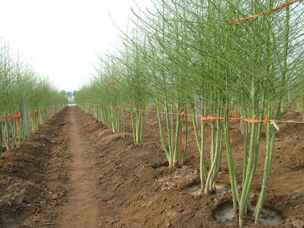 國(guó)產(chǎn)京筍2號(hào)-高產(chǎn)蘆筍種子 ，京筍2號(hào)-蘆筍種子