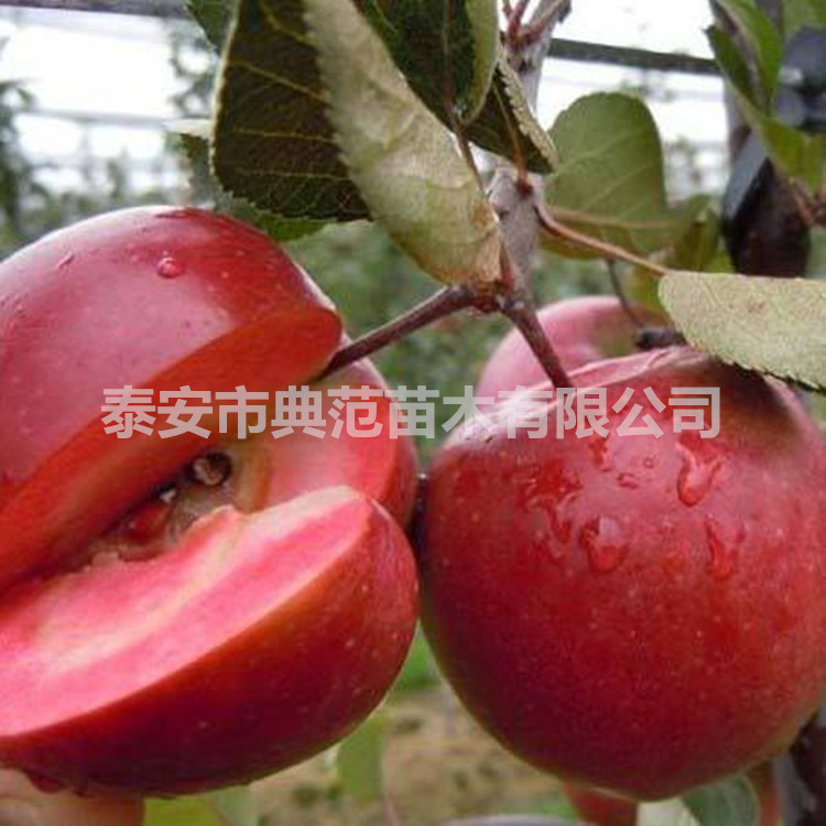 山東蘋果苗基地紅肉蘋果苗價(jià)格 紅*愛品種介紹