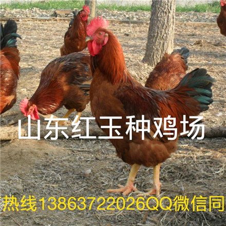 銷紅玉雞、九斤紅、380雞苗種蛋