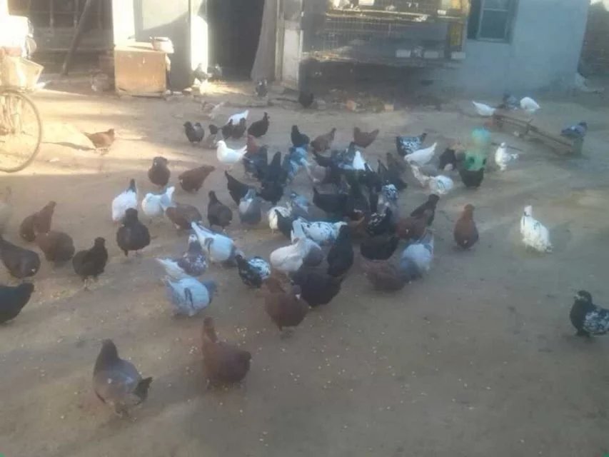 肉鴿多少錢一只，哪有*鴿的多少錢，肉鴿養(yǎng)殖廠在什么地方