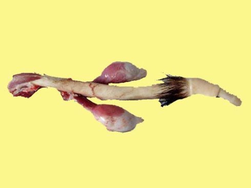 冷凍鹿鞭 進(jìn)口鹿肉廠家批發(fā)直銷