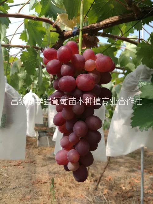 河北紅美人葡萄苗報(bào)價(jià)紅美人葡萄苗13903330313河北紅美人葡萄苗批發(fā)