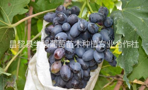 夜美人葡萄 昌黎夜美人葡萄種植基地 夜美人葡萄供應商 夜美人葡萄價格