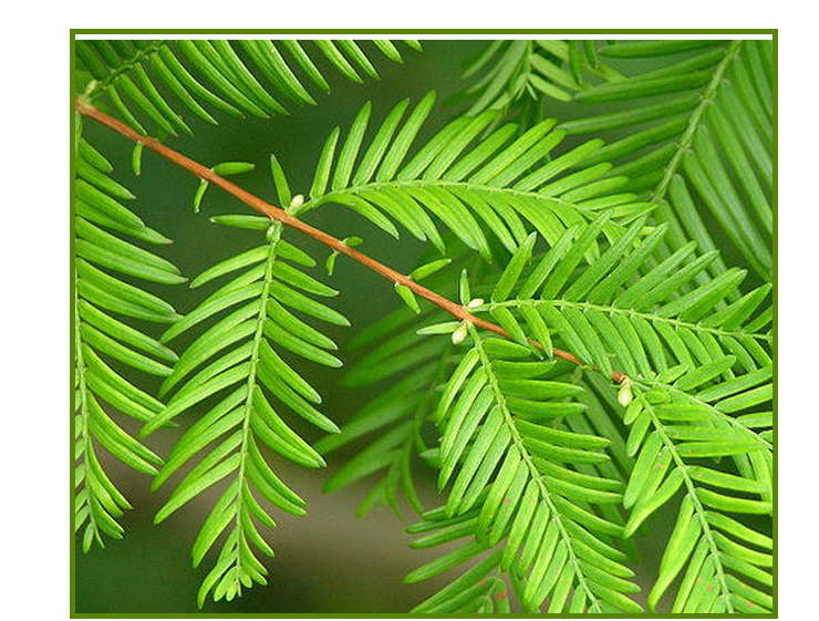 水杉基地價(jià)格-直銷批發(fā)