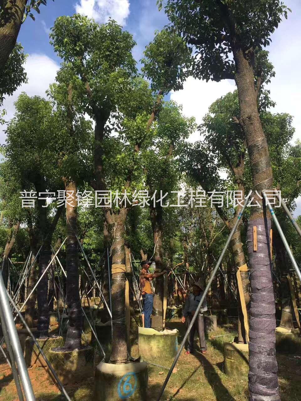 普寧香樟_基地直銷_廣東普寧_基地直銷 一手貨源，農(nóng)戶*。基地直銷 一手貨源，農(nóng)戶*。香樟基地直銷