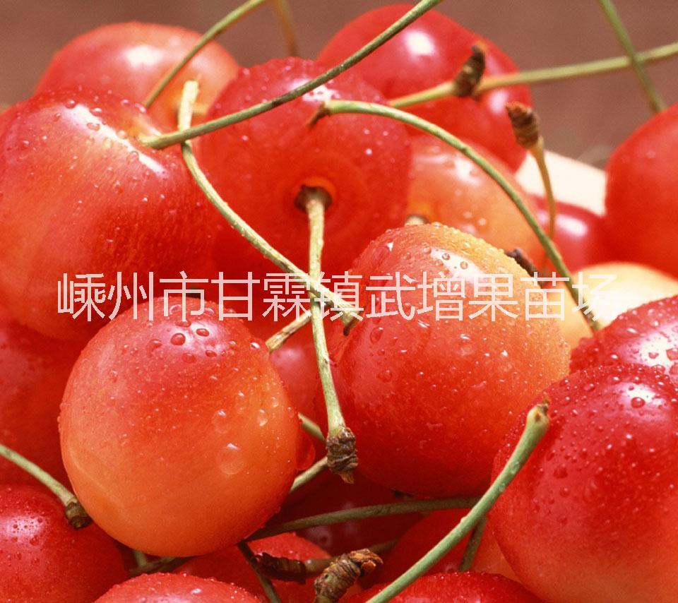 短柄櫻桃 短柄櫻桃苗批發(fā) 嵊州段兵櫻桃苗供應(yīng)商 嵊州短柄櫻桃苗種植基地