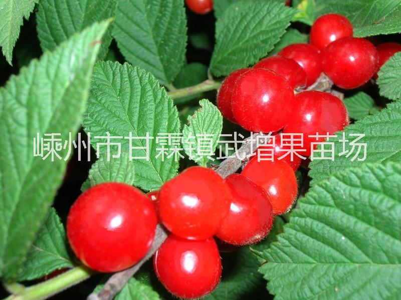 短柄櫻桃 短柄櫻桃苗批發(fā) 嵊州段兵櫻桃苗供應(yīng)商 嵊州短柄櫻桃苗種植基地