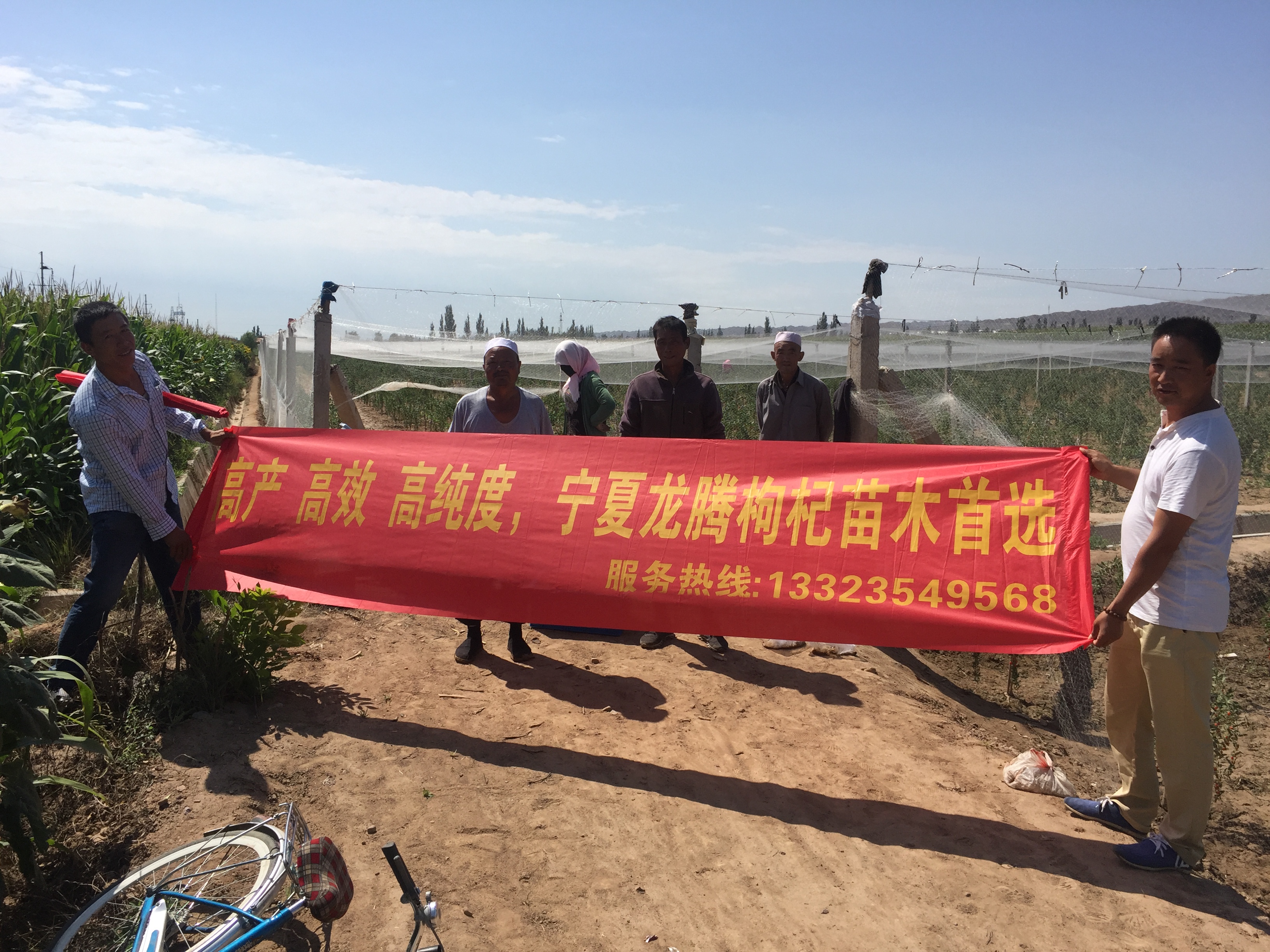 黑枸杞苗 黑枸杞苗大量批發(fā)  寧夏黑枸杞苗 黑枸杞苗大量批發(fā) 寧夏黑枸杞苗