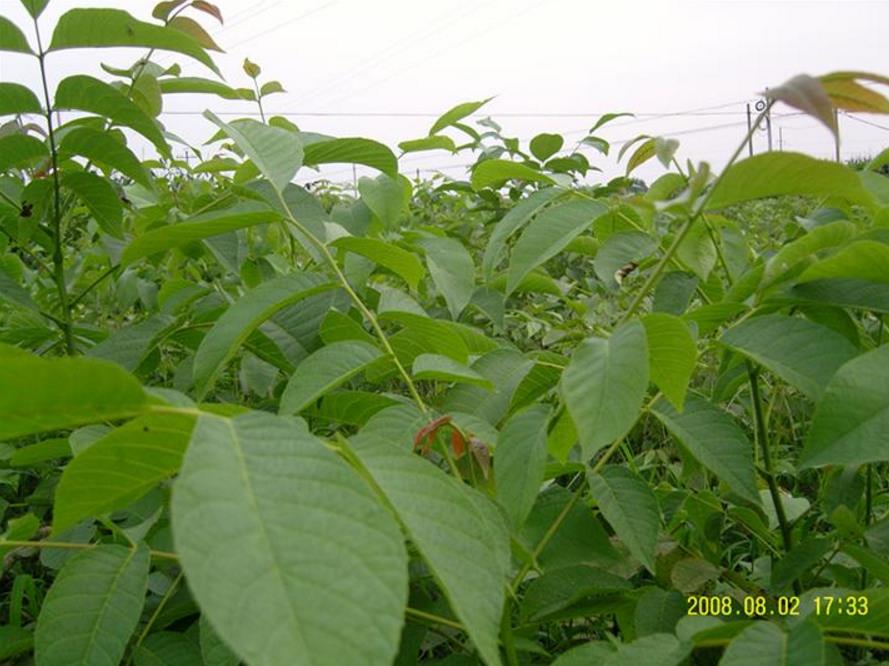 漢中桂花樹苗 城固桂花樹苗批發(fā) 漢中桂花樹苗報(bào)價(jià) 陜西桂花樹苗供應(yīng)商