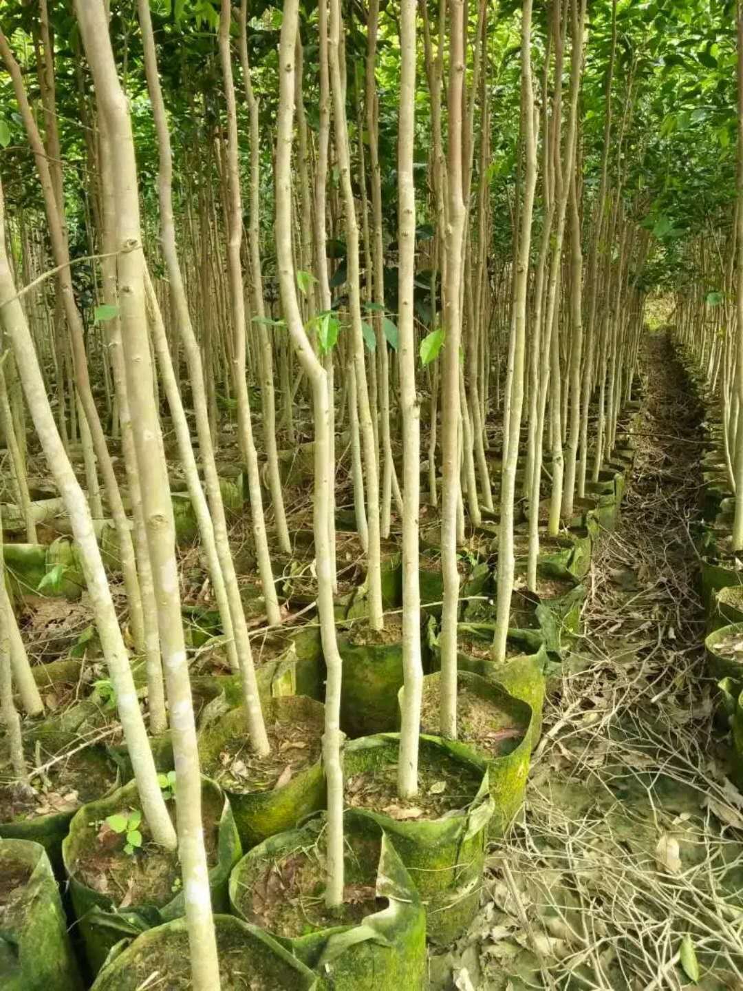 沉香袋苗批發(fā)價(jià)格 廣東沉香袋苗批發(fā)價(jià)格廠家 廣東沉香袋苗批發(fā)價(jià)格種植 廣東沉香袋苗批發(fā)價(jià)格種植基地 沉香苗價(jià)格