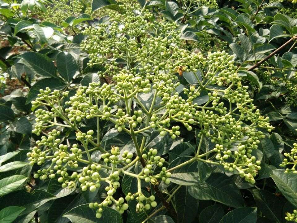 中花吳茱萸苗 吳茱萸苗