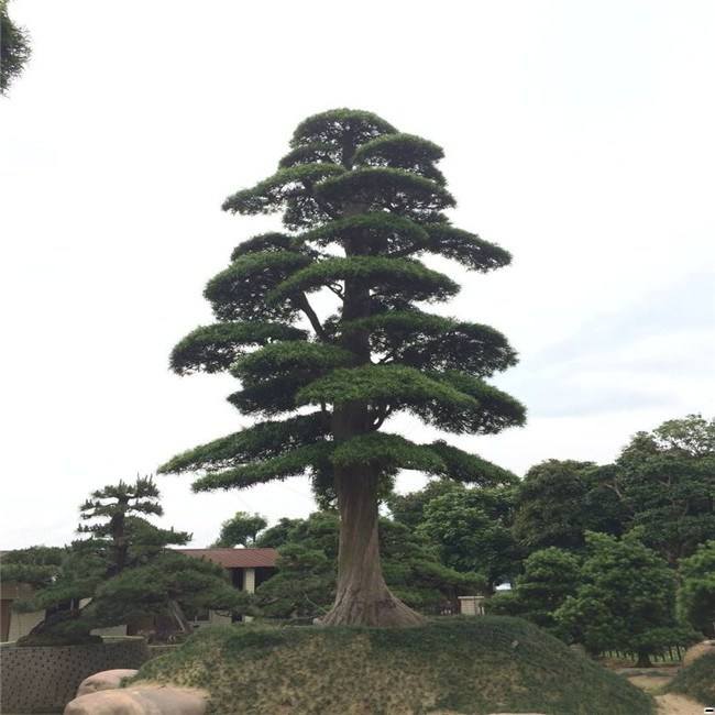 羅漢松批發(fā) 羅漢松價(jià)格 羅漢松直銷 羅漢松廠家