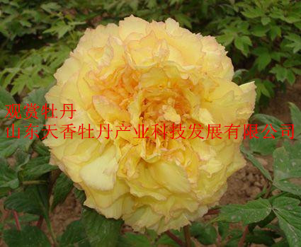 觀賞牡丹苗-千層牡丹-嫁接牡丹