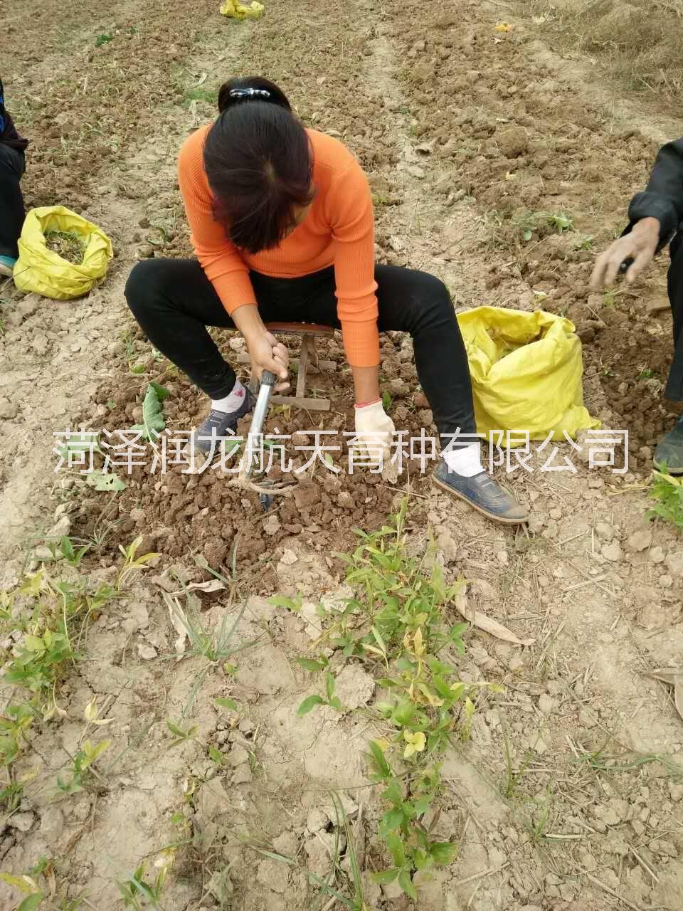 半夏種子-半夏種球-山東旱半夏