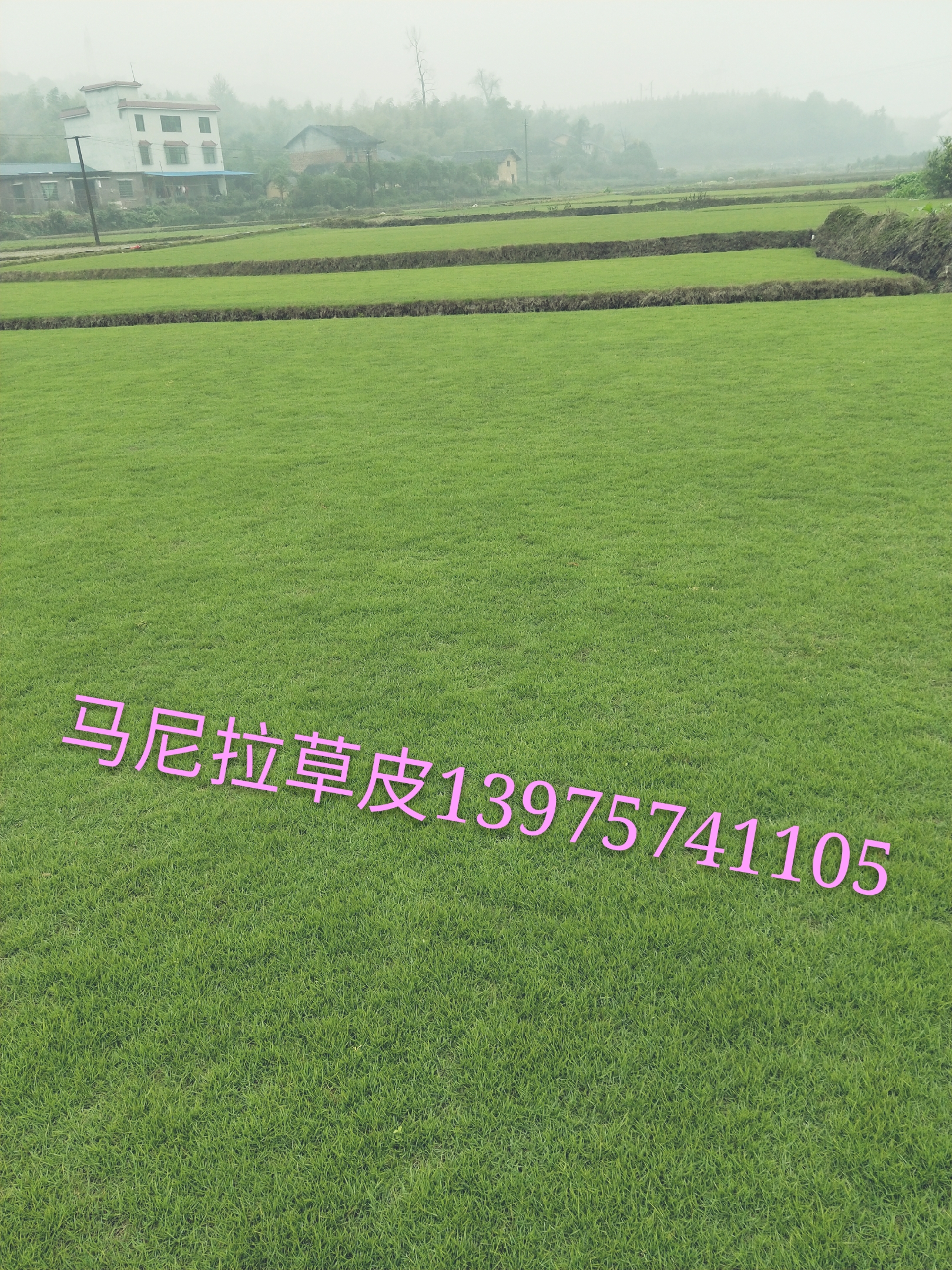 湖南綠化馬尼拉草坪采購(gòu)多少錢一平方