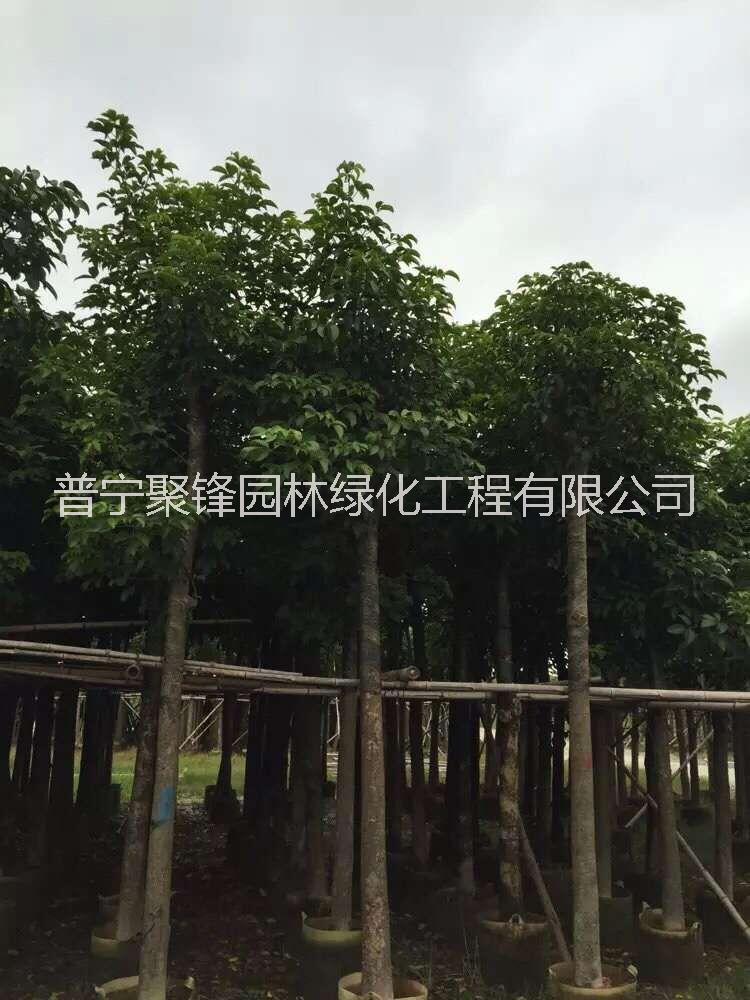秋楓10-11公分_秋楓10-11公基地直銷_秋楓10-11公產(chǎn)地供應(yīng)_秋楓10-11公批發(fā)價(jià)格