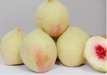 連平鷹嘴蜜桃苗 上平鷹嘴蜜桃苗 紅花鷹嘴桃苗 桃樹(shù)新品種 鷹嘴桃苗供應(yīng)商 連平禧德福鷹嘴桃苗基地 專業(yè)果苗批發(fā)