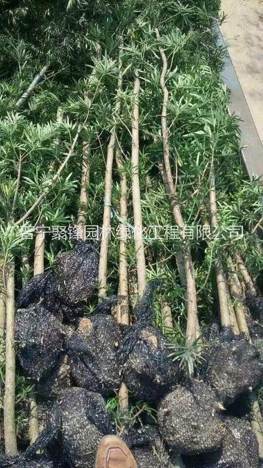_羅漢松基地直銷_羅漢松價格_羅漢松批發(fā)_粵東羅漢松哪家好價格便宜_羅漢松2.5公分
