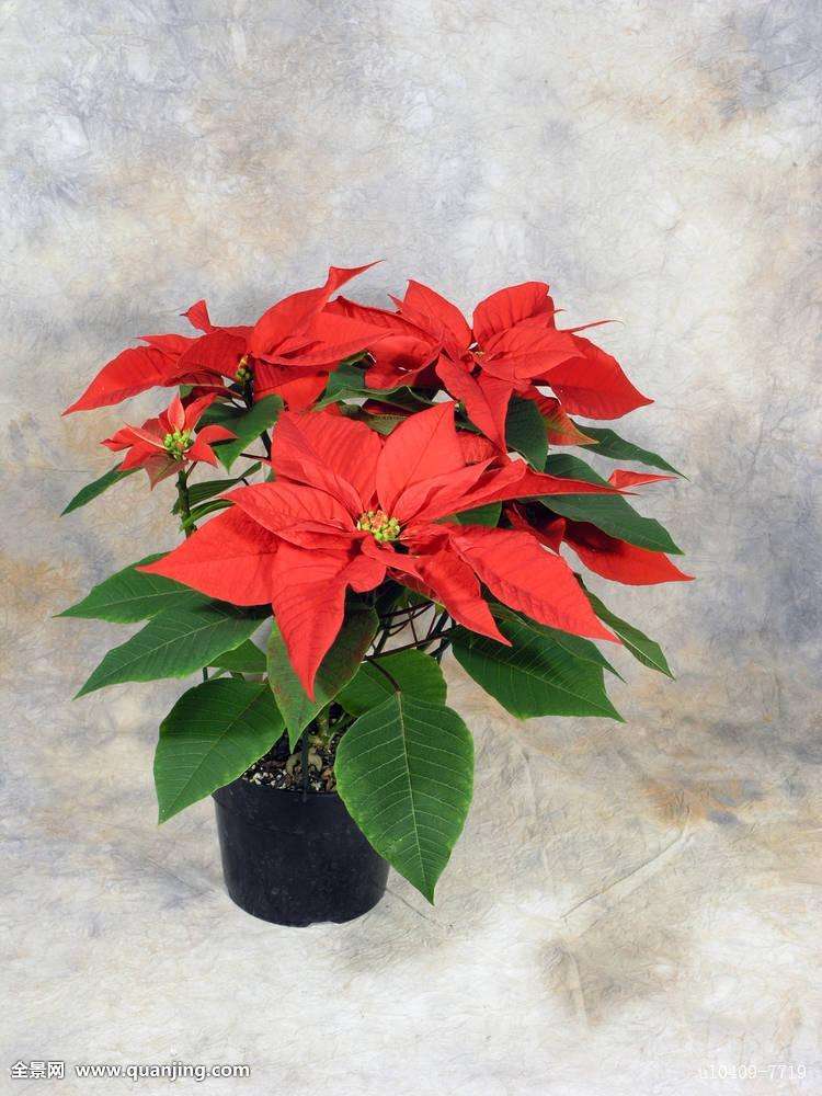 廣州天和園藝供應(yīng)一品紅辦公室擺設(shè)裝飾園區(qū)盆栽優(yōu)質(zhì)花卉直銷  一品紅 圣誕花