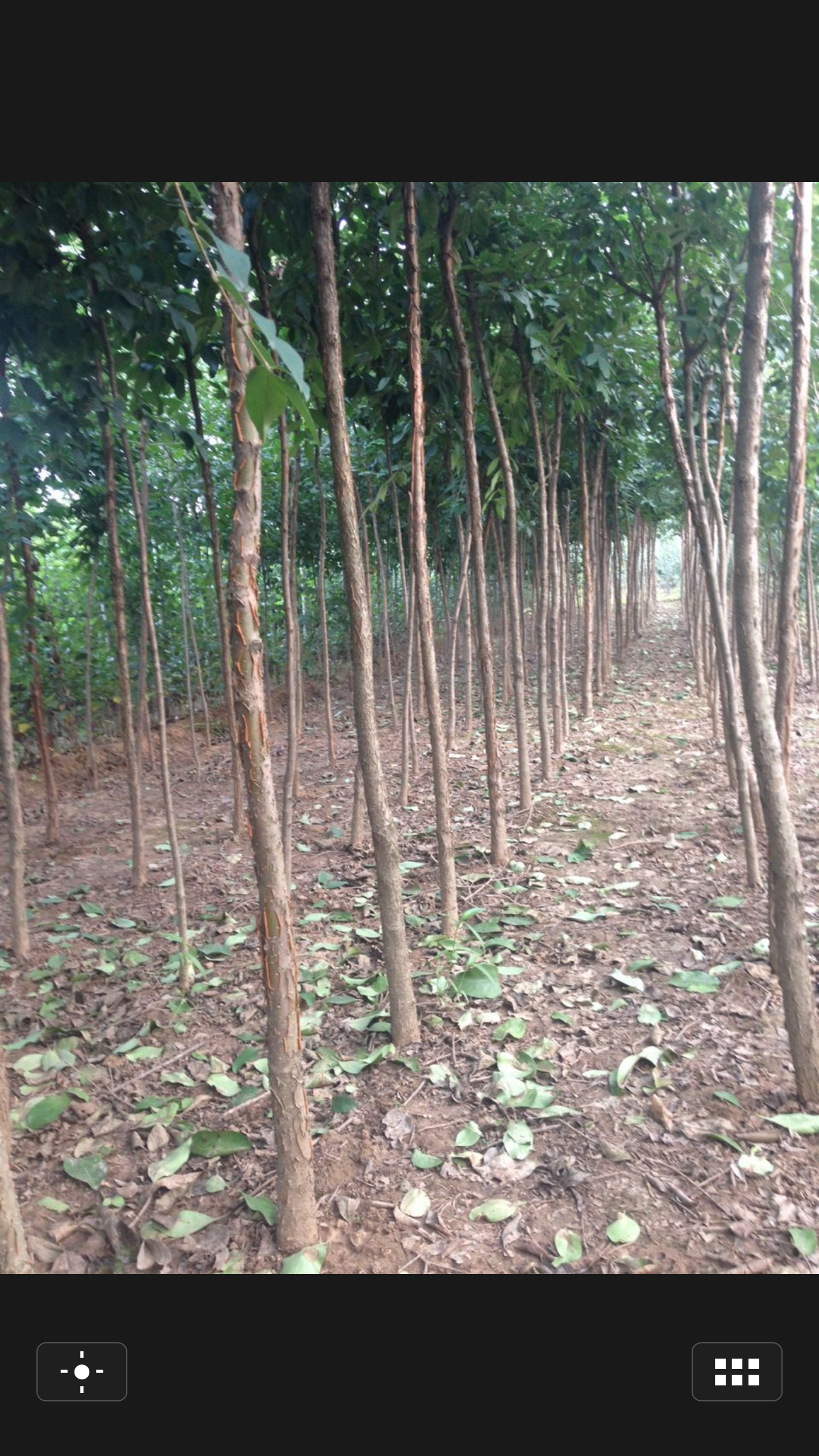 供應(yīng)流蘇樹(shù)苗 油根子 牛津子