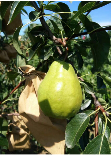 秋月丑梨供應(yīng)秋月丑梨供應(yīng)商 秋月丑梨專賣店 秋月丑梨售賣  秋月丑梨苗基地 秋月丑梨基地秋月丑梨批發(fā)秋月丑梨售賣