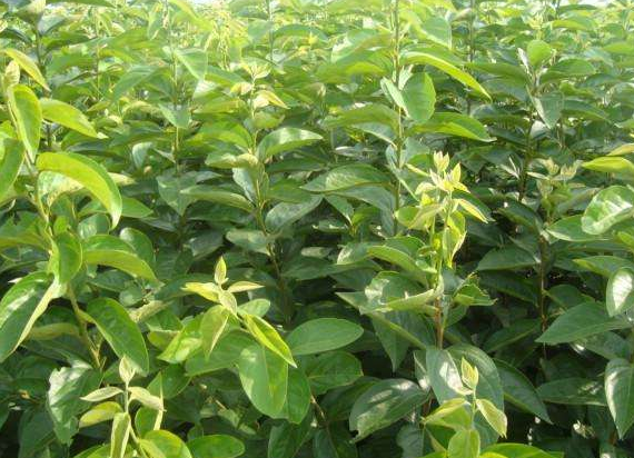 青島秋月梨報(bào)價(jià) 青島秋月梨 青島秋月梨報(bào)價(jià)  青島秋月梨批發(fā) 青島秋月梨批發(fā)基地