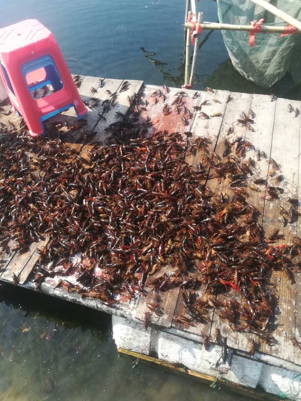 基地供應(yīng)鮮活蝦苗_淡水小龍蝦小龍蝦種_供應(yīng)小龍蝦蝦苗批發(fā)