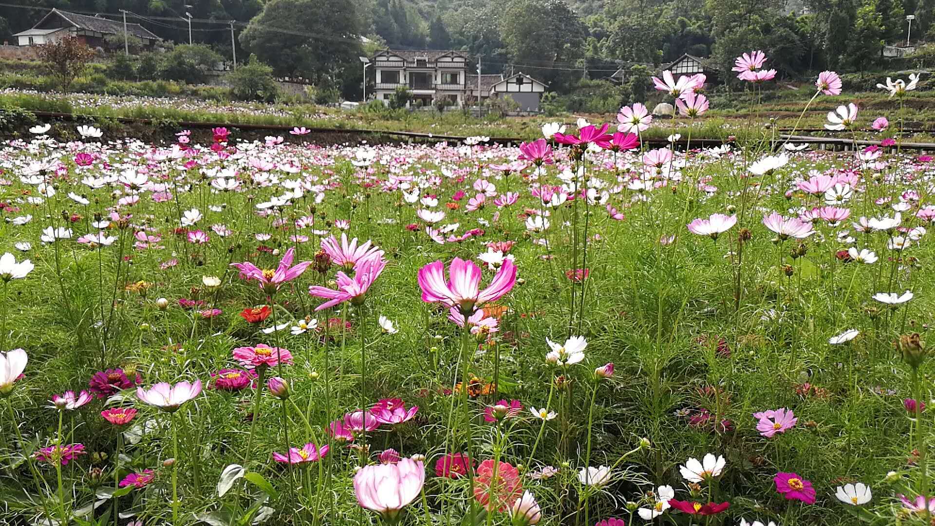 貴州中蜂 貴州中蜂價格 貴州中蜂養(yǎng)殖 貴州蜜蜂中蜂大量批發(fā)出售