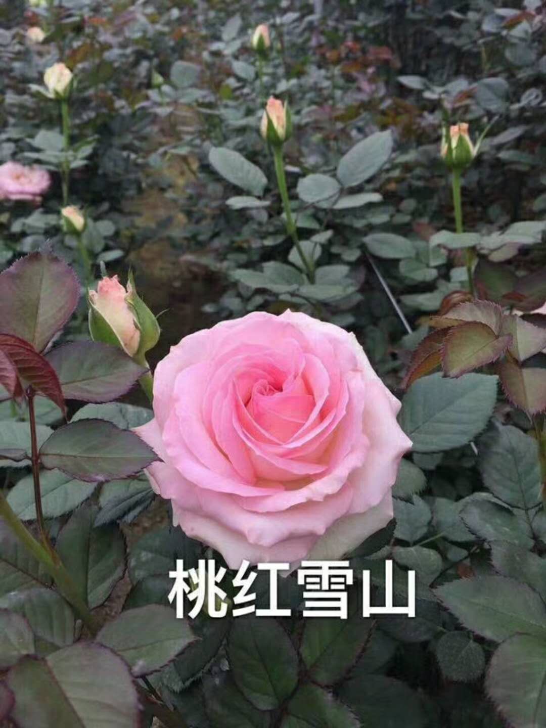 金色海岸價格 金色海岸批發(fā) 廣州金色海岸 東莞金色海岸 江西金色海岸 桃紅雪山 佛山金色海岸 供應金色海岸供應 金色海岸