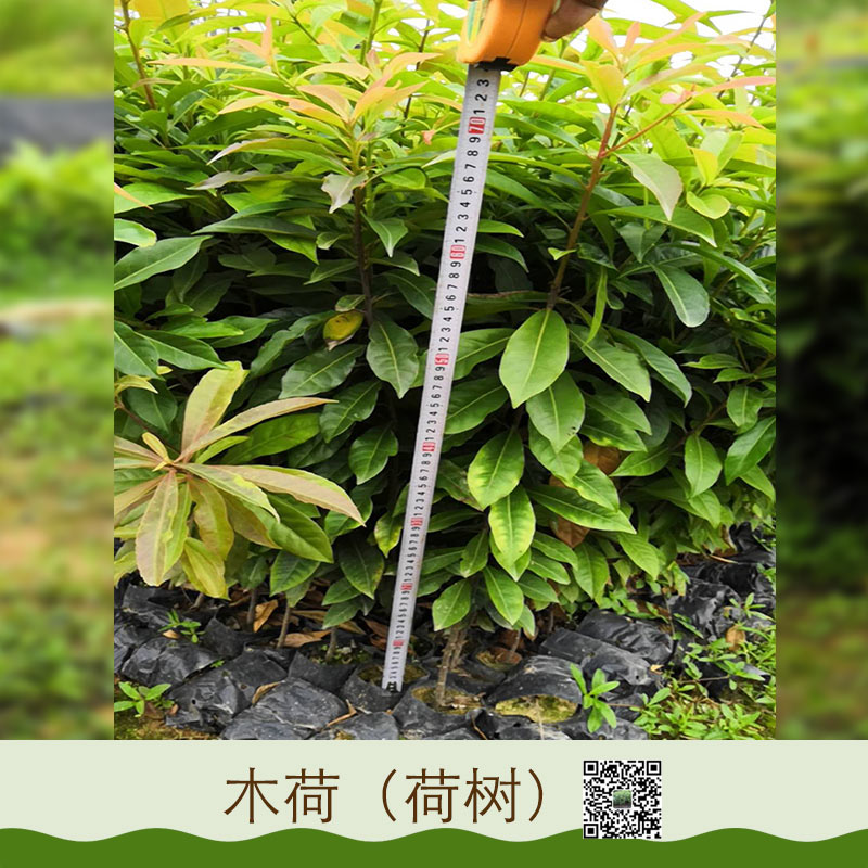 貴州木荷基地直銷批發(fā)價格|優(yōu)質(zhì)木荷供應(yīng)商電話地址報價價格|大量供應(yīng)優(yōu)質(zhì)木荷樹苗|量大從優(yōu)