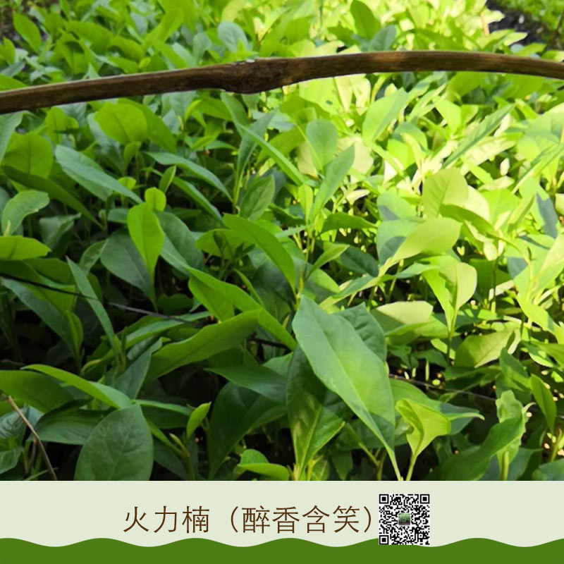 大量供應(yīng)火力楠苗木  醉香含笑基地直銷(xiāo) 優(yōu)質(zhì)樹(shù)苗 火力楠 醉香含笑 質(zhì)量?jī)?yōu)
