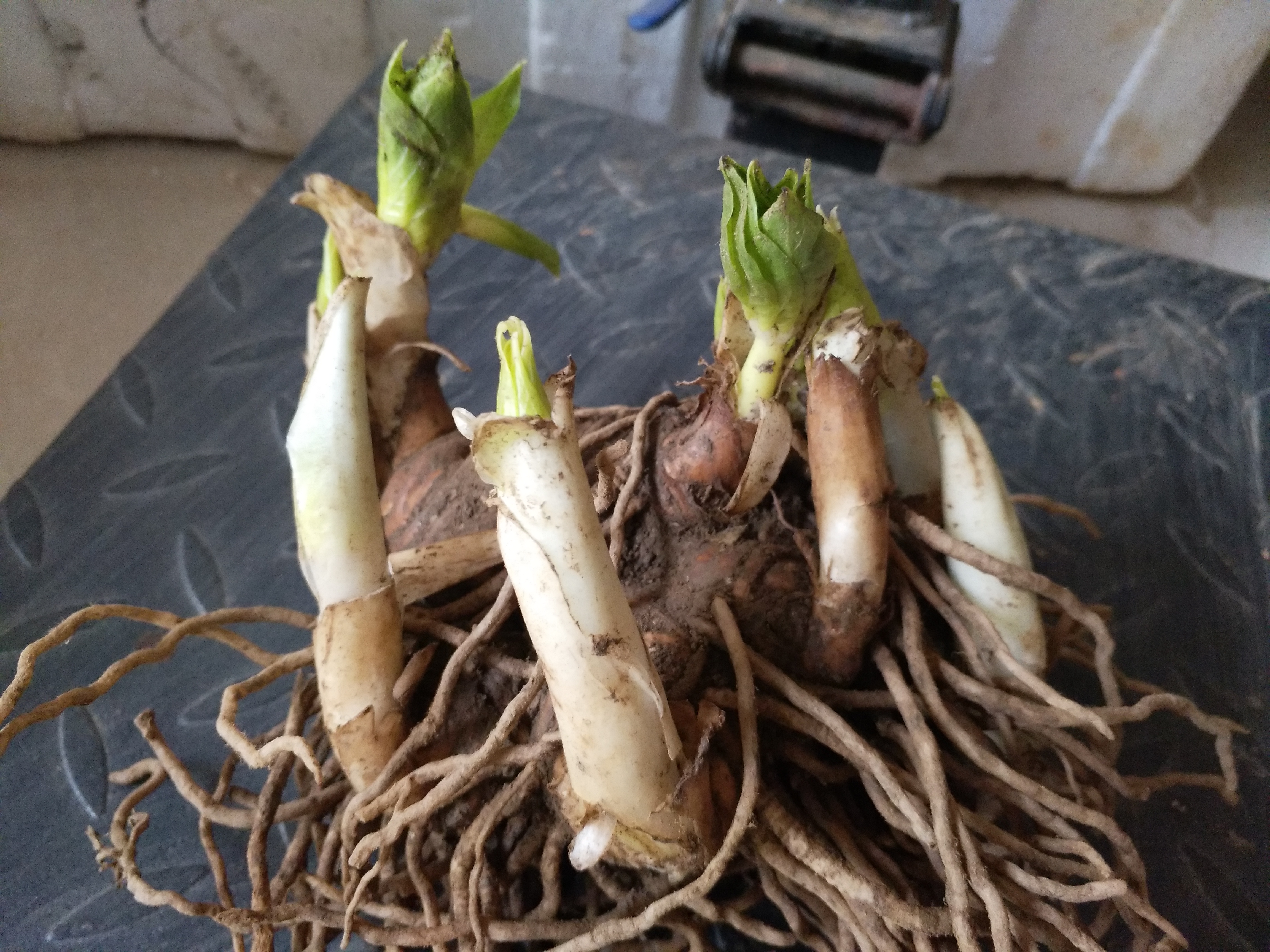 云南多芽滇重樓，提供育苗種植技術(shù)，回收一條龍服務(wù) 云南多芽滇重樓重樓小塊莖