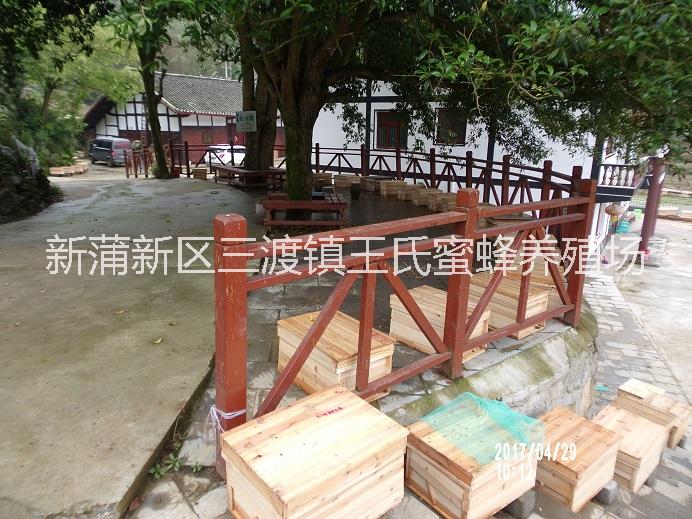 遵義中蜂蜂群 遵義中蜂蜂群批發(fā) 遵義中蜂蜂群價格