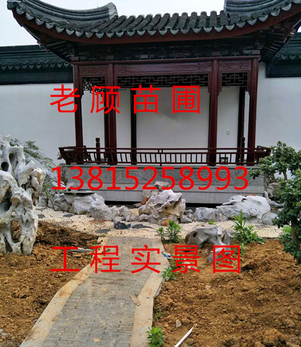 蘇州市苗圃市場、花木苗木市場、造型瓜子黃楊樹，蘇州別墅綠化、蘇州工程苗木、庭院園林景觀花木