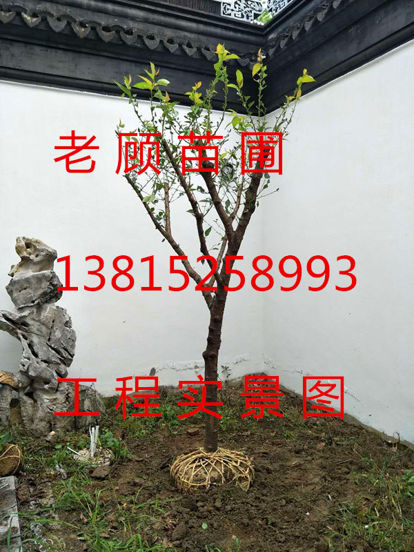 蘇州造型松，五針?biāo)?，造型紅花檵木樁，大型梅花樹，大型臘梅樹，庭院景觀綠化工程