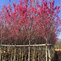 云南單瓣紅櫻花 供應(yīng)單瓣紅櫻花 單瓣紅櫻花報(bào)價(jià) 昆明單瓣紅櫻花