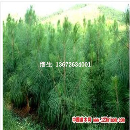 杉苗種植基地 杉苗批發(fā) 速生杉苗
