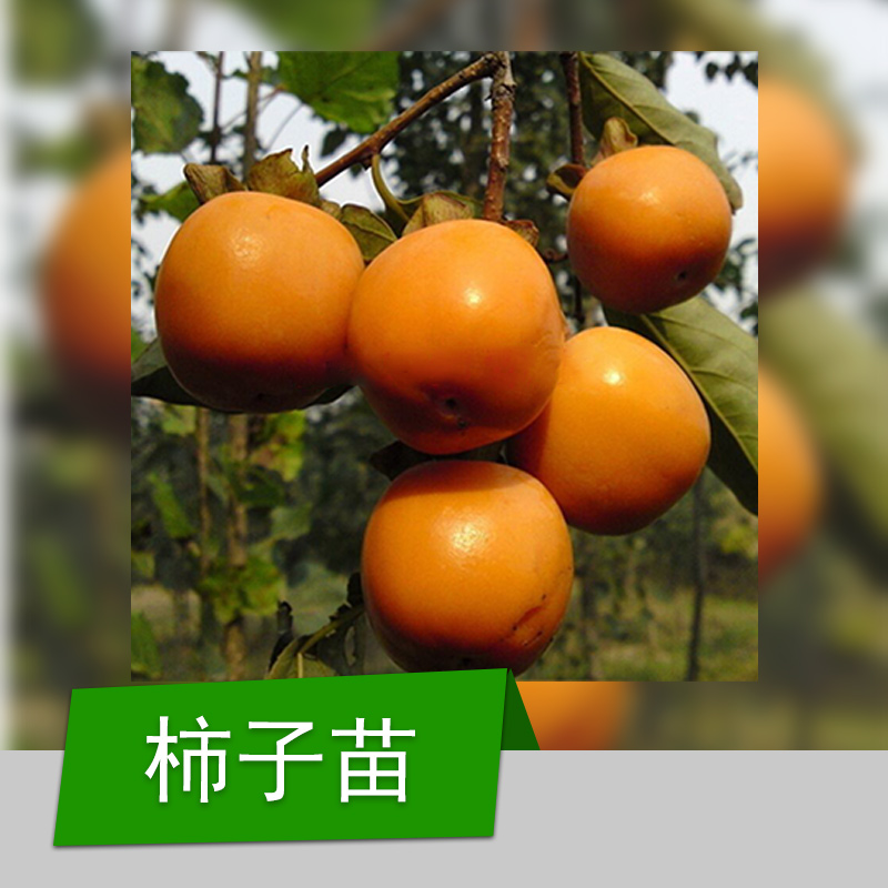 嫁接柿子樹苗 山東嫁接柿子樹苗 山東嫁接柿子樹苗基地 山東嫁接柿子樹苗供應商 山東嫁接柿子樹苗批發(fā)