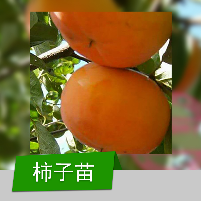 嫁接柿子樹苗 山東嫁接柿子樹苗 山東嫁接柿子樹苗基地 山東嫁接柿子樹苗供應商 山東嫁接柿子樹苗批發(fā)