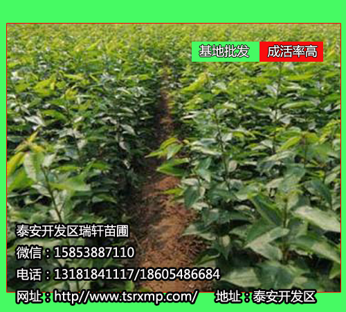 2公分薩米脫櫻桃苗 一畝地植多少株？