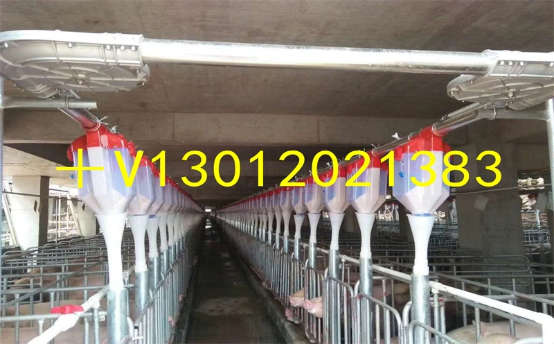 設(shè)計安裝自動化養(yǎng)豬料線自動化喂料系統(tǒng) 自動化料線系統(tǒng)