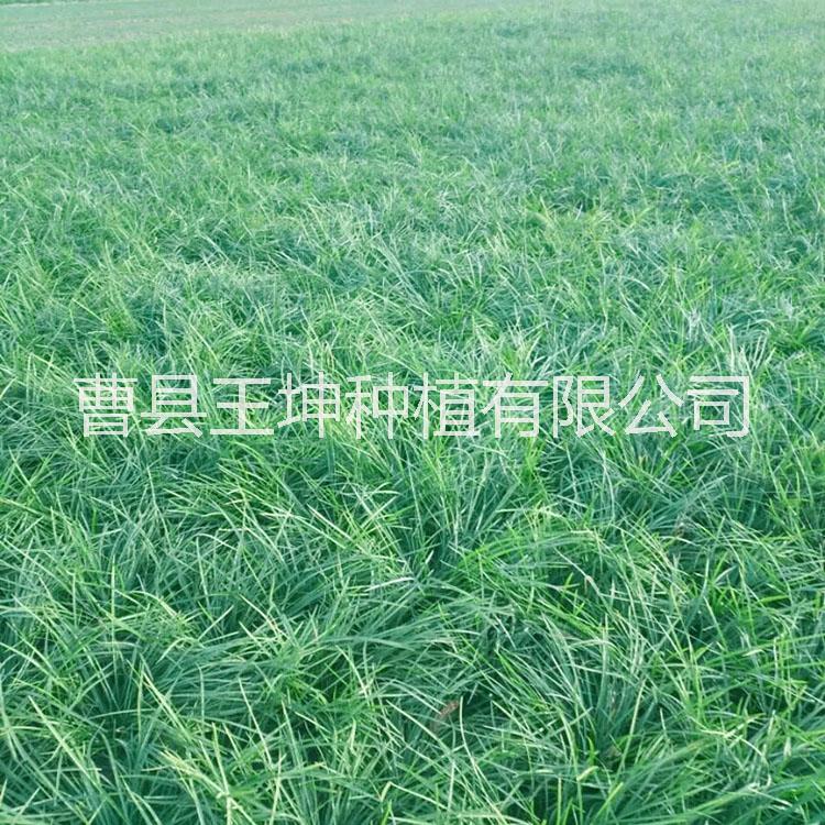 菏澤麥冬草優(yōu)質(zhì)草坪  菏澤草坪