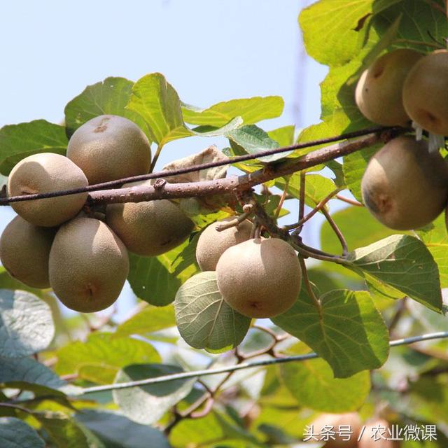 果樹(shù)高產(chǎn)就用有機(jī)蛋白葉面肥瀚森碧格進(jìn)口肥